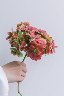 紫陽花お届け例