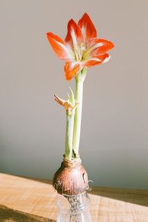 「ミネルバ」