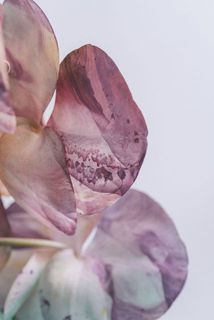 一部、花びらの裏に染色する際の付着がある場合がございます。
