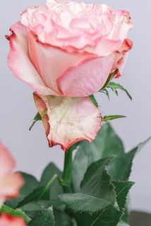 外側の花びらは特性で傷がある場合がございます。
