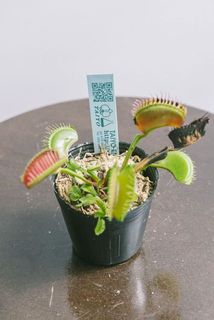 お届け例