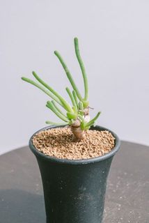 お届け例