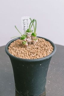 お届け例