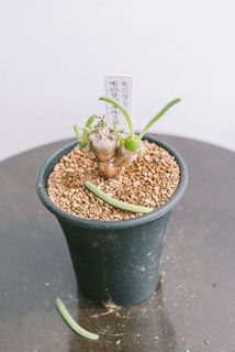 配送中の揺れにより、折れてしまう可能性がございます。ご了承ください。