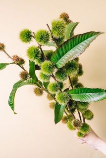 シーズン終盤のため、栗は茶色く、ドライになっている場合もございます。