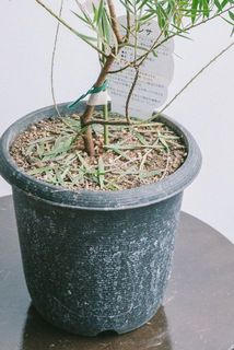 葉っぱが土の上に落ちている場合がございます。気になる場合は取り除いてください。