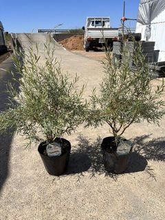 生産者さんから今の様子が送られてきました。