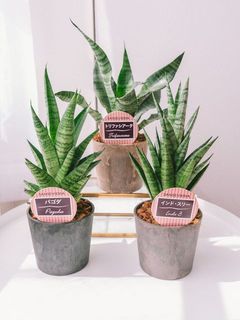 品種や鉢の色はおまかせになります