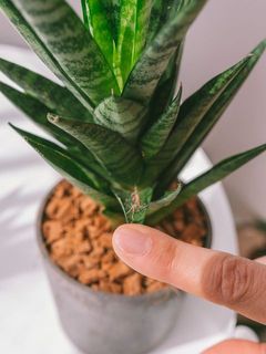 虫や蜘蛛の巣がついてる場合がございます