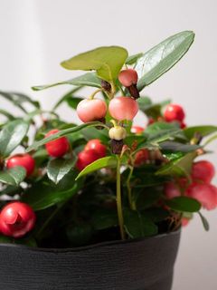 咲き終わりのお花が付いてる場合がございます
