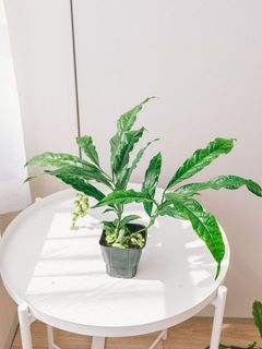咲き方には個体差がございます。