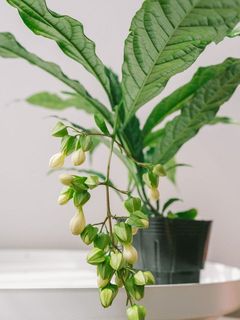 濃い緑色の葉と真っ白な花のコントラストが美しい✨