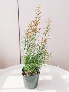 形や葉の付きには個体差があります。