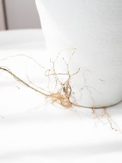 鉢から根が出ている場合がございます