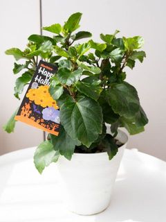 花が咲いてない鉢が届く場合もございます