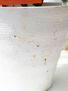 鉢が汚れている場合がございます