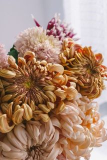 「花魅」「茶花魅」