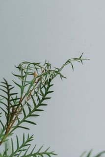 葉先が乾燥していることがございます。