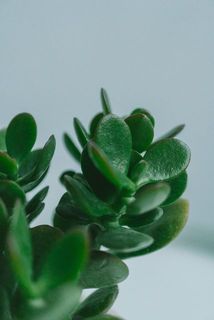 多肉植物なので、プニプニした質感。