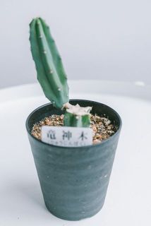 お届け例