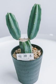 お届け例