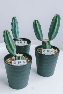 個体差がございます