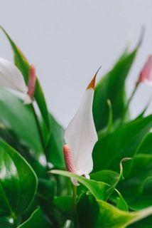一部、花の先が変色している場合がございます