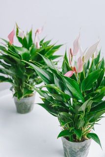 花付きやボリュームには個体差がございます。