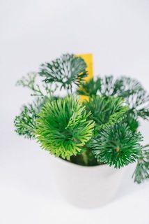 葉が一部変色している場合がございます。
