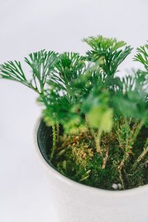 苔が生えていることがございます。