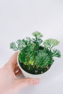 まるで小さなヤシの木みたい🌴