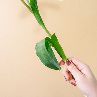 葉が柔らかく裂けていることも。その場合は優しく取り除いてあげてください。
