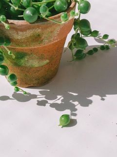 一部、配送中の揺れにより葉が取れる場合がございます
