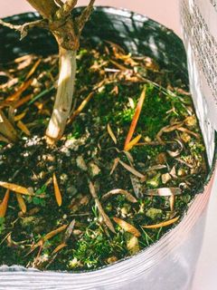 土に苔が生えていたり、葉っぱが落ちている場合がございます。