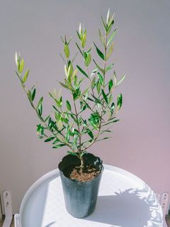 枝ぶりには個体差がございます