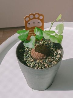 お届け例