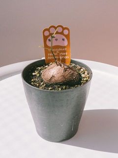 お届け例