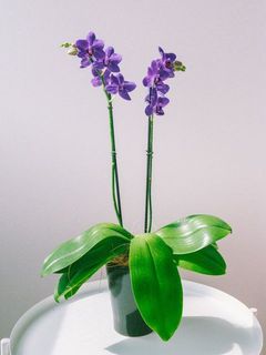 幻想的な青🦋