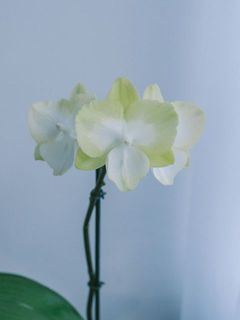 お花は3輪ついています。