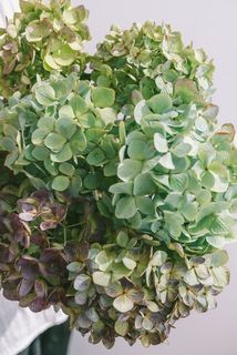 紫陽花の色味には個体差がございます。