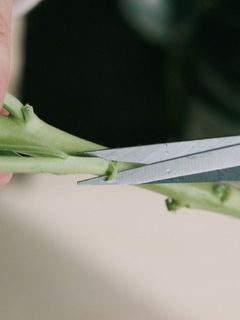 細く繊細な茎もきれいにカットできます。