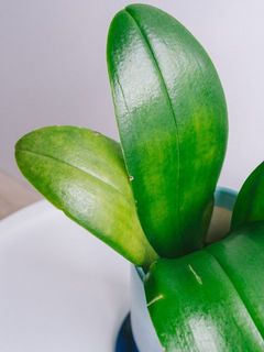 葉の寿命により、下葉が黄色くなっています。