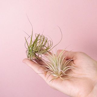 エアプランツの種類はおまかせです。