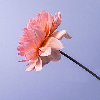 ダリアはとても繊細。花びらには傷がついていることも。弱っている花びらは取ってあげましょう。