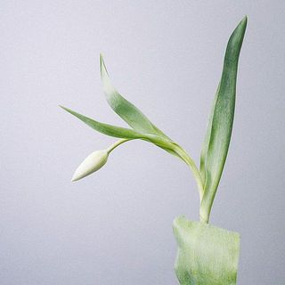 しなやかなチューリップ。動きを楽しんで。