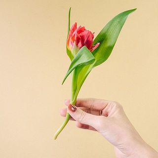 葉が柔らかく裂けていることも。その場合は優しく取り除いてください。
