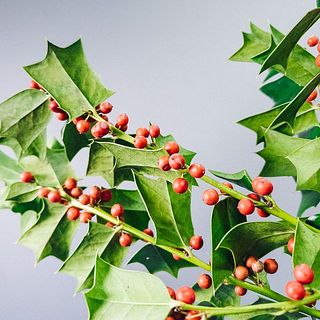 実に茶色い斑点がある場合がございます。ご了承ください。