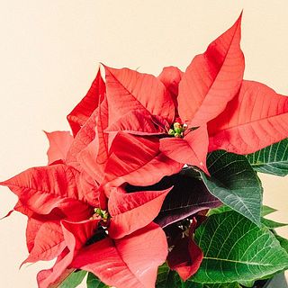 配送の揺れで少々花に傷がついてしまうことも。ご了承ください。