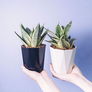 どちらの色が来るかお楽しみに👀