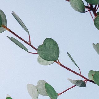 ハートの形には個体差があります。